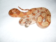 pos spr hypo2 1210
