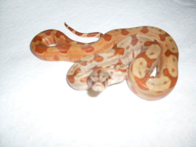 pos spr hypo2 1210