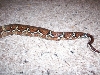 tail22
