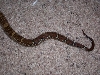 tail hypo CA