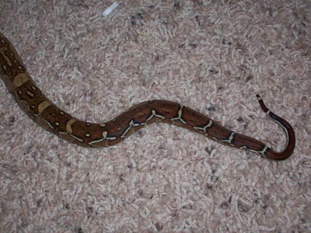 tail hypo CA