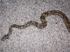 half body hypo ca