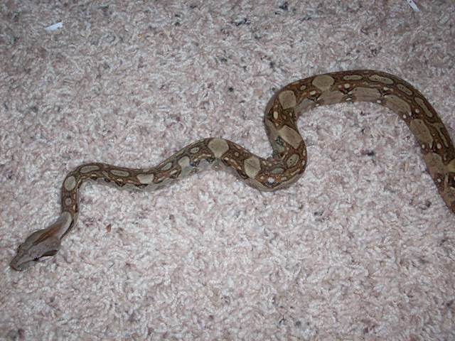 half body hypo ca