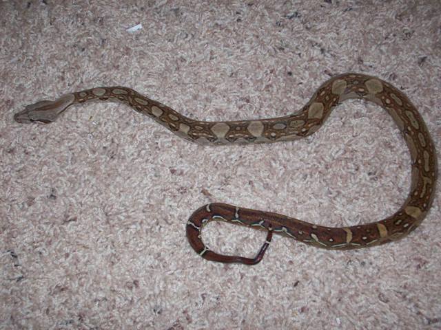 full body hypo CA