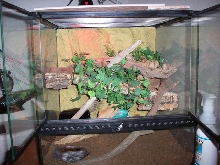 tokay home