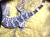 tokay