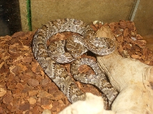 sonoran lyre snake