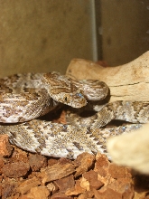 sonoran lyre snake