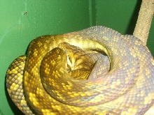 Moluccan python