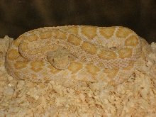 male albino atrox