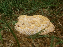 male albino atrox