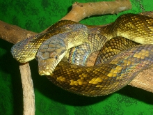 moluccan python