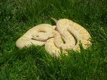 albino western diamondback