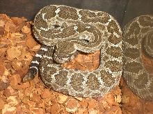 northen pacific rattlesnake