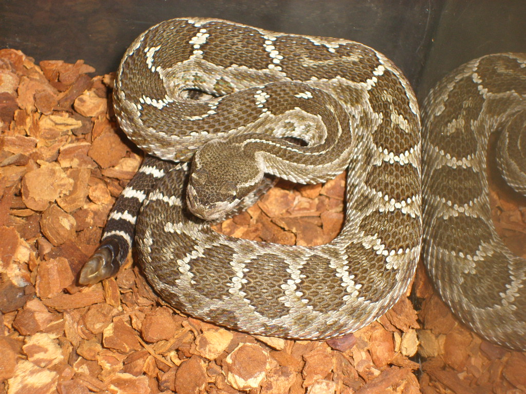 northen pacific rattlesnake