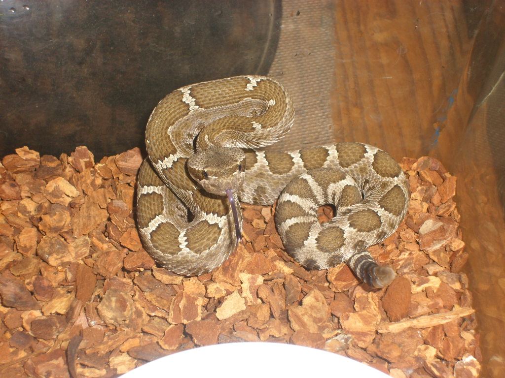 male northern pacific