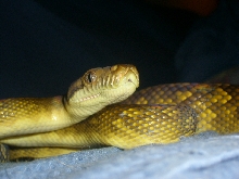 Moluccan scrub python
