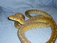 Moluccan scrub python