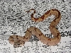 Poss Super Hypo