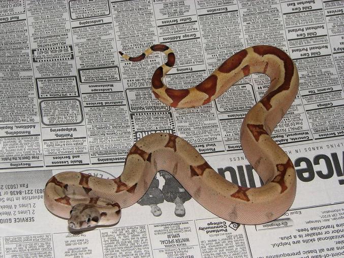Poss Super Hypo
