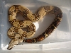 Het Pink Panther VPI T Pos Female