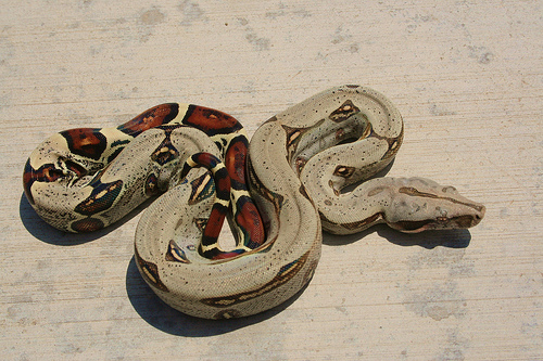 Peruvian Male