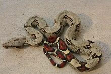 Peruvian BCC