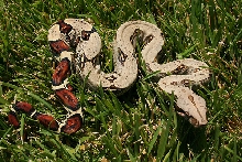 2009 Peruvian Male