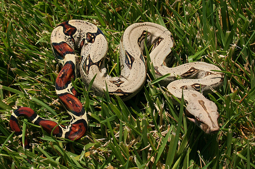 2009 Peruvian Male