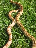 Hypo Jungle & Jungle