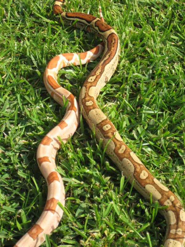 Hypo Jungle & Jungle