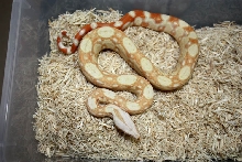 Sharp Albino 66% Sharp Snow
