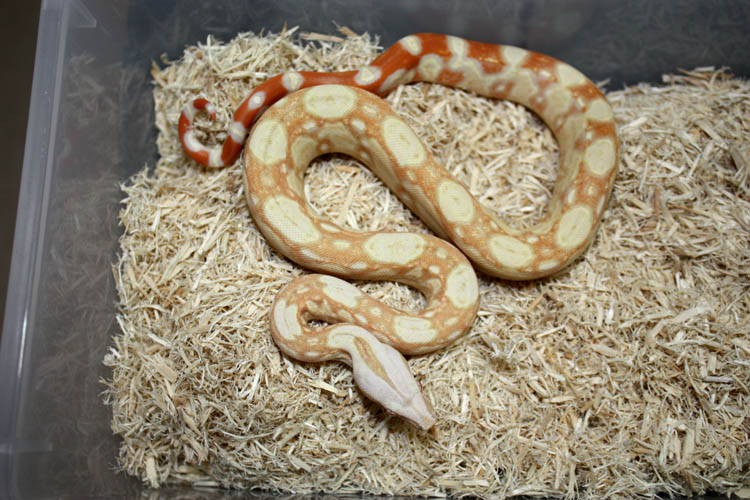 Sharp Albino 66% Sharp Snow