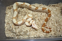 Sharp Sunglow 66% Het Snowglow