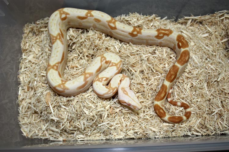 Sharp Sunglow 66% Het Snowglow