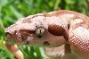 hypo jungle