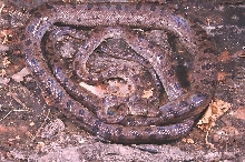 E gracilis