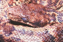 E striatus