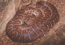 E striatus