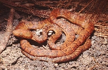 E striatus ery