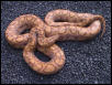 Hypo