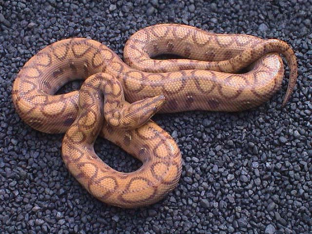 Hypo