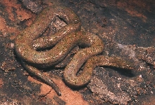 Tropidophis