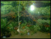 Red Belly Piranha