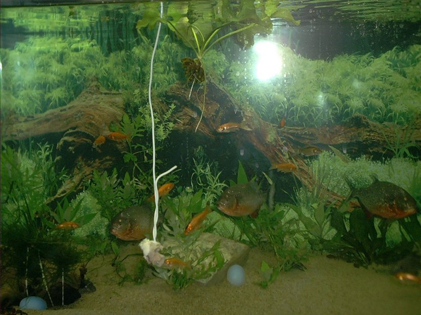 Red Belly Piranha