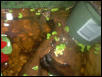 European and a Chocolate Fire Belly Toads