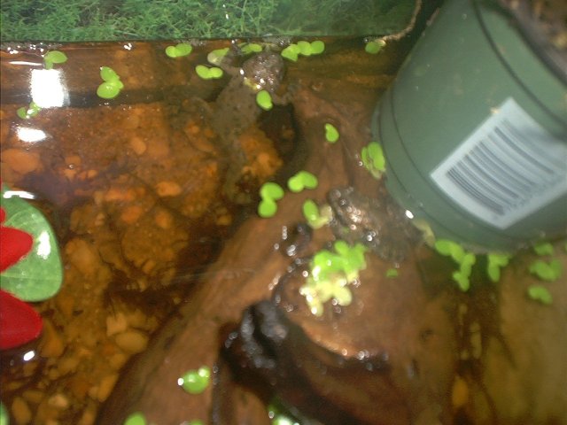 European and a Chocolate Fire Belly Toads