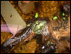 Oriental Fire belly toad