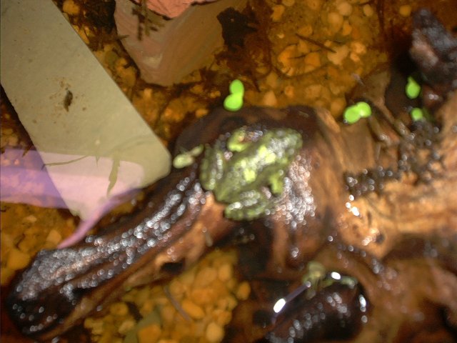 Oriental Fire belly toad