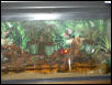 Fire Belly Toads 33 gal